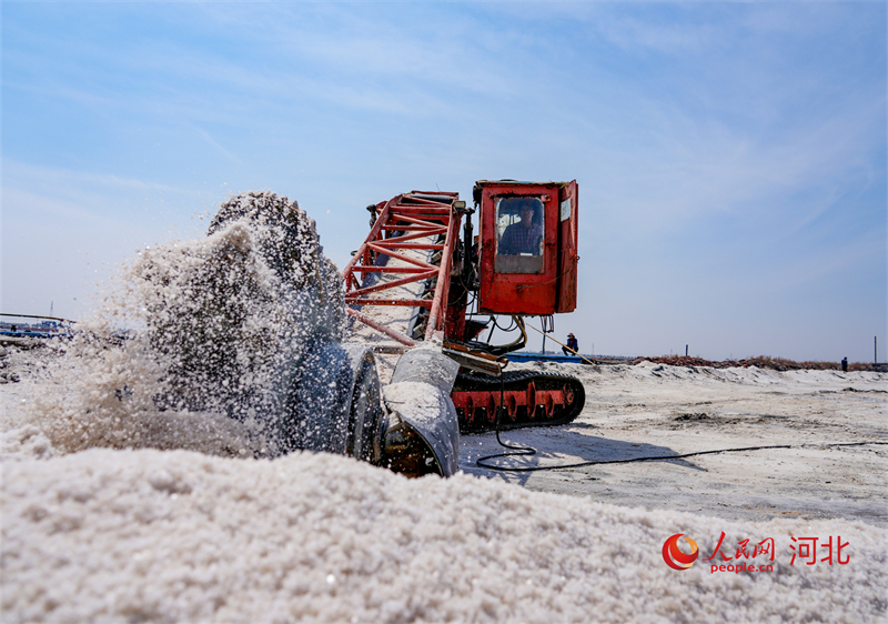 Hebei : une abondante récolte de sel de printemps à Caofeidian