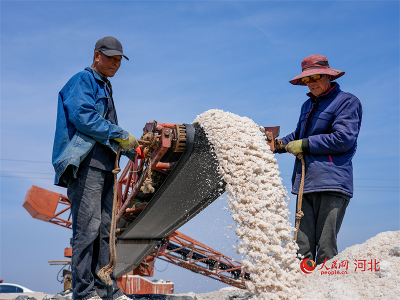 Hebei : une abondante récolte de sel de printemps à Caofeidian
