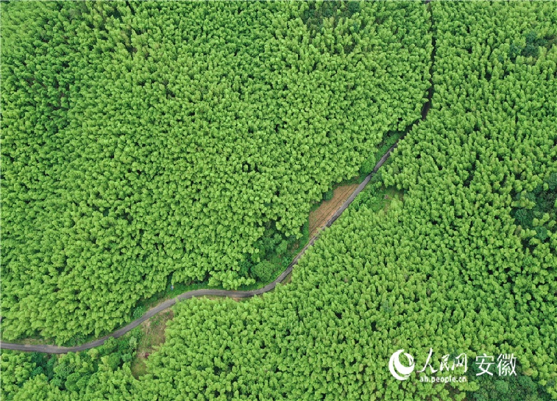 Anhui : les « 72 transformations » du bambou à Guangde