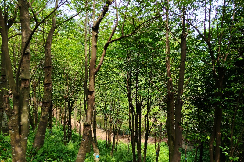 L'envoûtant parfum d'un arbre : à la découverte des techniques ancestrales du patrimoine culturel immatériel du Lingnan