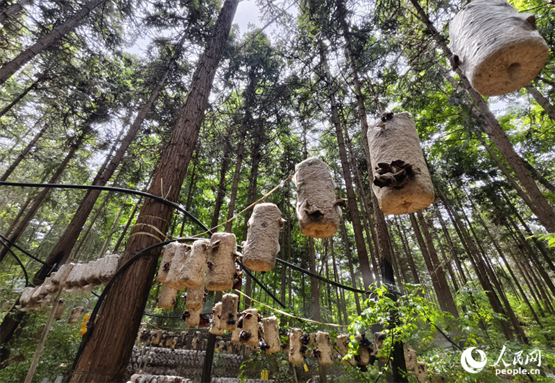 Jiangxi : les forêts stimulent la croissance économique à Guangchang