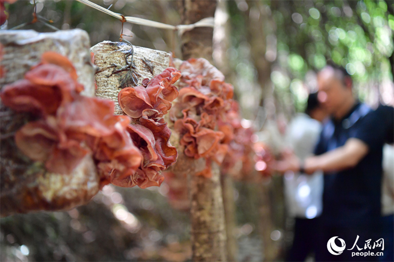 Jiangxi : les forêts stimulent la croissance économique à Guangchang