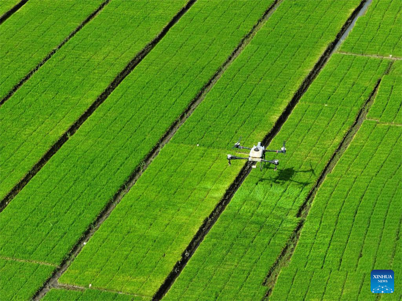 Le concours chinois d'agriculture avancée grâce à l'IA entre dans sa deuxième phase