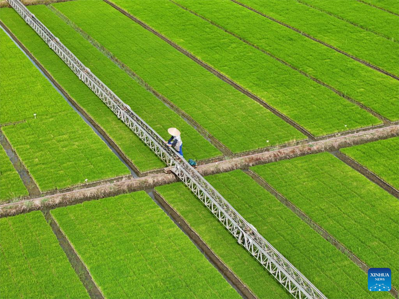 Le concours chinois d'agriculture avancée grâce à l'IA entre dans sa deuxième phase
