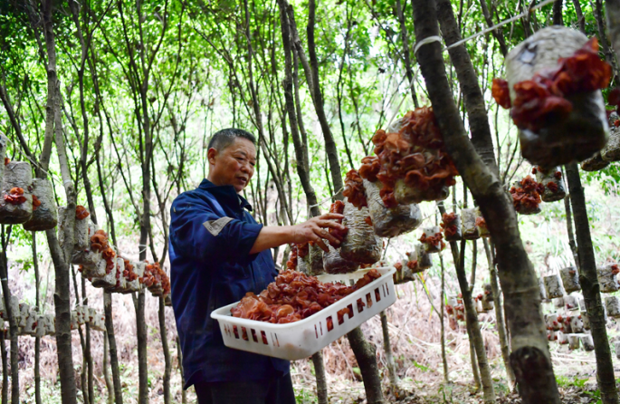 Jiangxi : les forêts stimulent la croissance économique à Guangchang