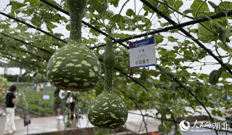 Hubei : le « noyau » de l'industrie des semences présente plus de 3 000 réalisations innovantes à Wuhan