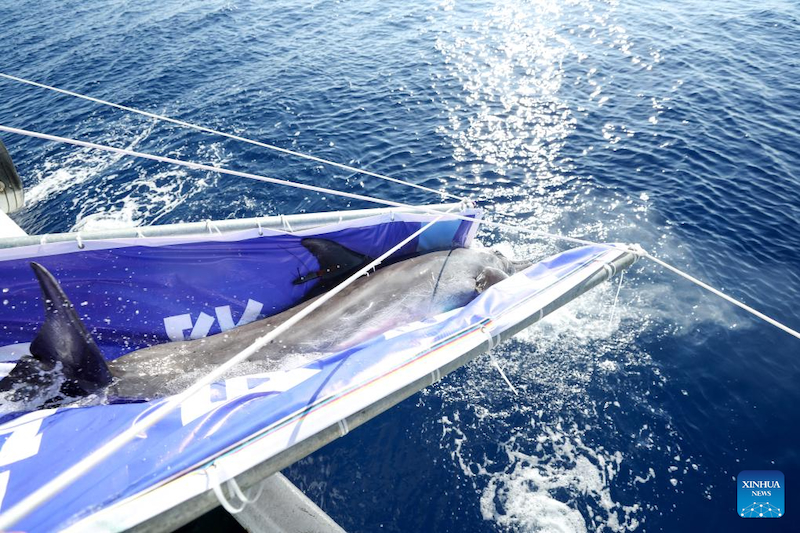 Hainan : un dauphin échoué retourne à la mer après avoir reçu des soins spécialisés à Sanya