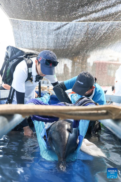 Hainan : un dauphin échoué retourne à la mer après avoir reçu des soins spécialisés à Sanya