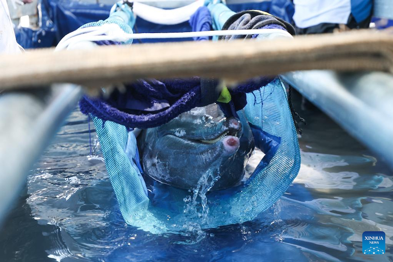 Hainan : un dauphin échoué retourne à la mer après avoir reçu des soins spécialisés à Sanya