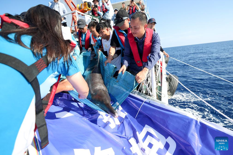 Hainan : un dauphin échoué retourne à la mer après avoir reçu des soins spécialisés à Sanya
