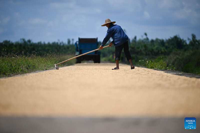 Hainan : la saison de récolte du riz a débuté dans le village de Moqiao