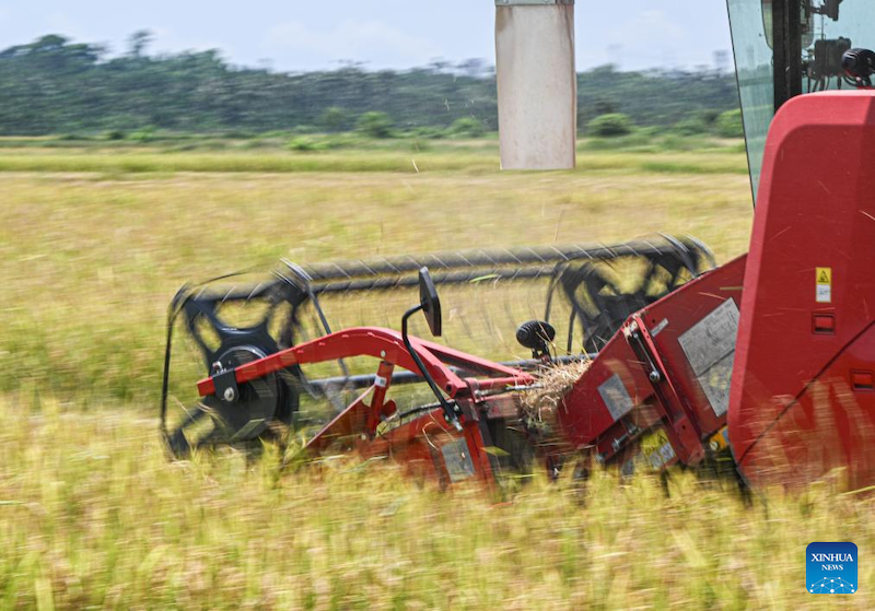 Hainan : la saison de récolte du riz a débuté dans le village de Moqiao