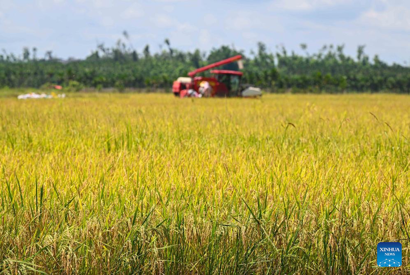 Hainan : la saison de récolte du riz a débuté dans le village de Moqiao