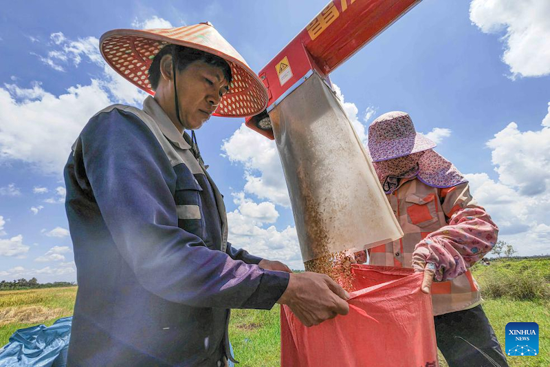 Hainan : la saison de récolte du riz a débuté dans le village de Moqiao