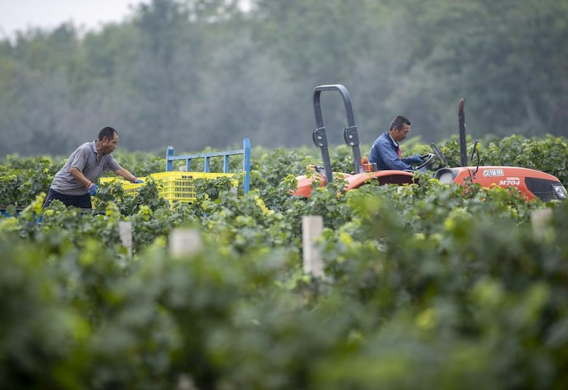 Des agriculteurs transportent des raisins récoltés dans un vignoble situé au pied oriental du mont Helan, dans la région autonome Hui du Ningxia (nord-ouest de la Chine), le 19 septembre 2024. (Photo : Yang Zhisen)