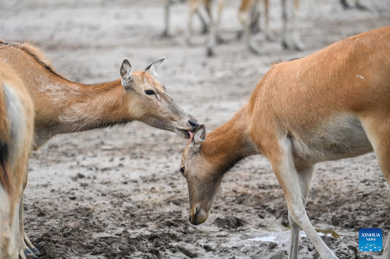 Jiangsu : une gardienne de cerfs de Milu se consacre à la recherche de l'harmonie entre l'humanité et la nature