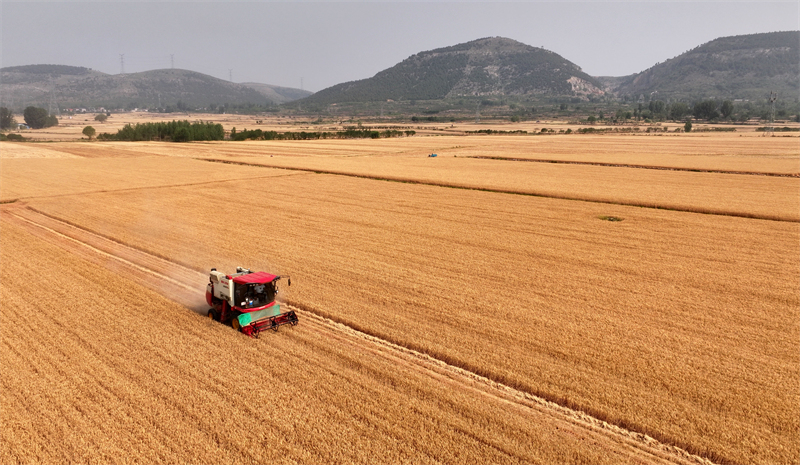 Shandong : la production agricole de la saison des « trois étés » bat son plein à Zaozhuang