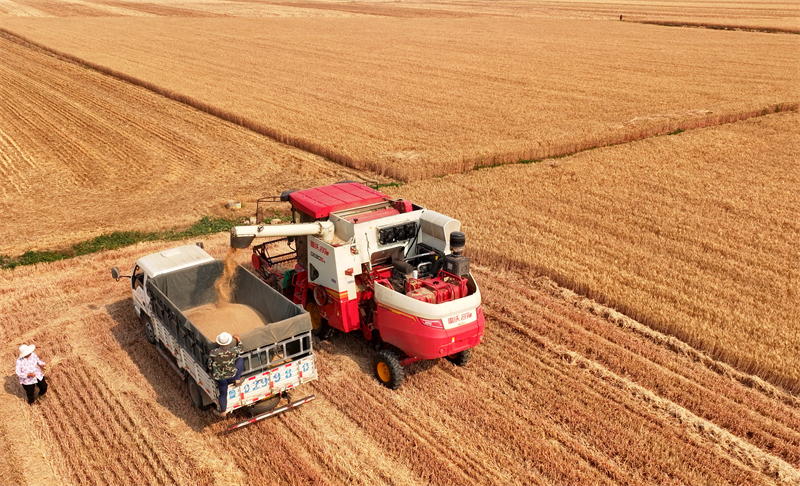 Shandong : la production agricole de la saison des « trois étés » bat son plein à Zaozhuang