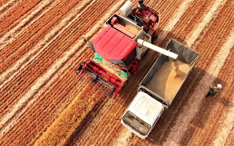 Shandong : la production agricole de la saison des « trois étés » bat son plein à Zaozhuang