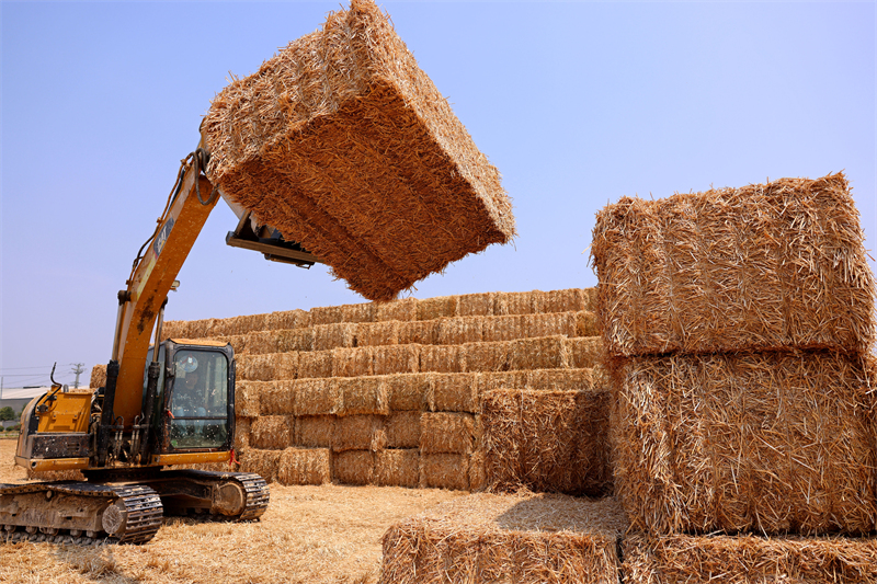 Shandong : la production agricole de la saison des « trois étés » bat son plein à Zaozhuang