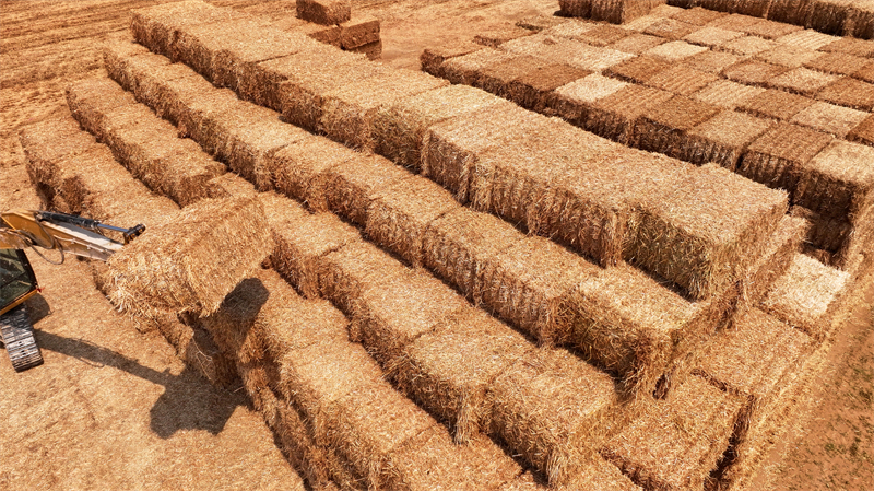 Shandong : la production agricole de la saison des « trois étés » bat son plein à Zaozhuang