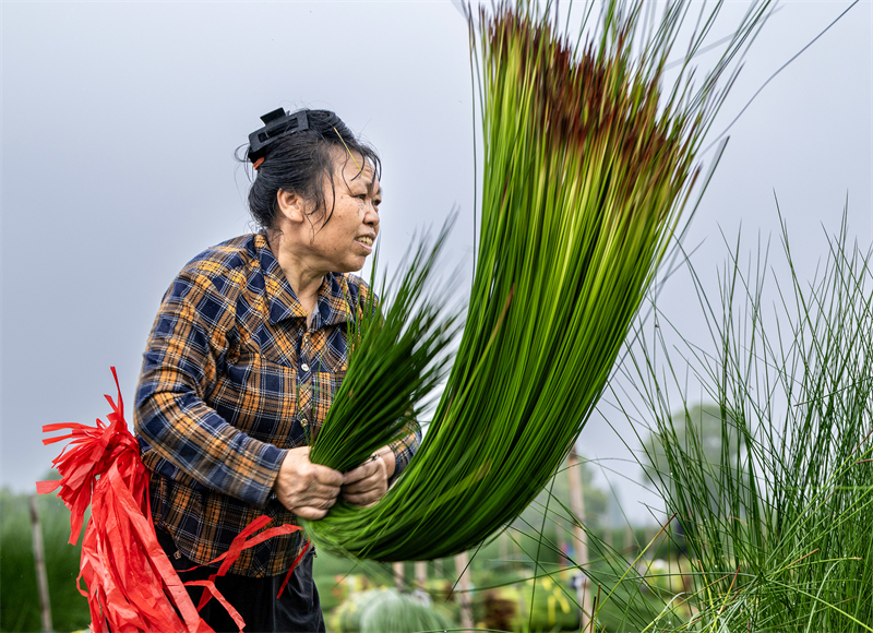 Zhejiang : la récolte du jonc a commencé à Ningbo
