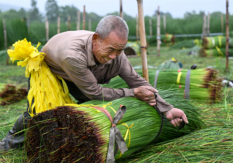 Zhejiang : la récolte du jonc a commencé à Ningbo