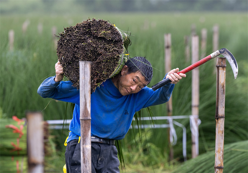 Zhejiang : la récolte du jonc a commencé à Ningbo