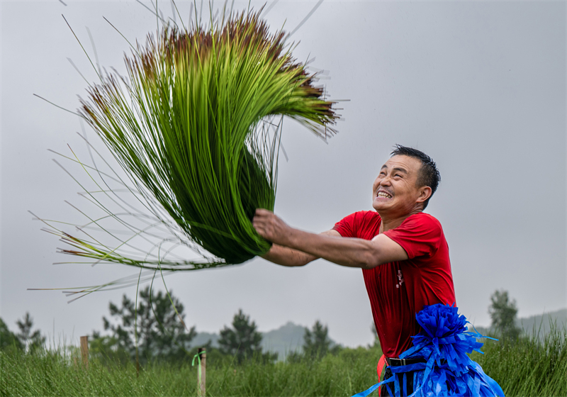 Zhejiang : la récolte du jonc a commencé à Ningbo