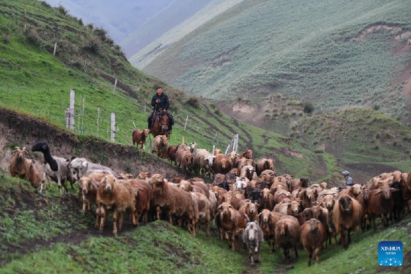 Xinjiang :  la transhumance d'été d'un berger et de son troupeau