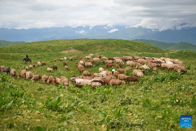 Xinjiang :  la transhumance d'été d'un berger et de son troupeau