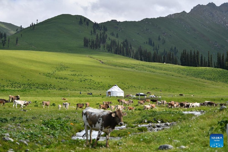 Xinjiang :  la transhumance d'été d'un berger et de son troupeau