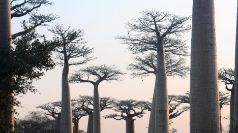 Madagascar reçoit 20 millions de dollars de la BM pour renforcer sa résilience climatique