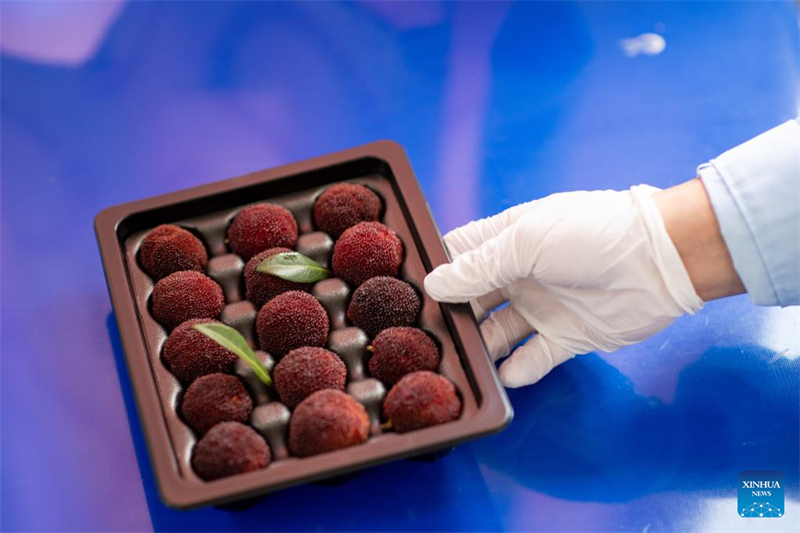 Un membre du personnel montre des fraises chinoises de Dongkui, également connues sous le nom d'arbouses, emballées dans une base de culture du comté de Wencheng, dans la province du Zhejiang (est de la Chine), le 22 juin 2025. (Jiang Han/Xinhua)