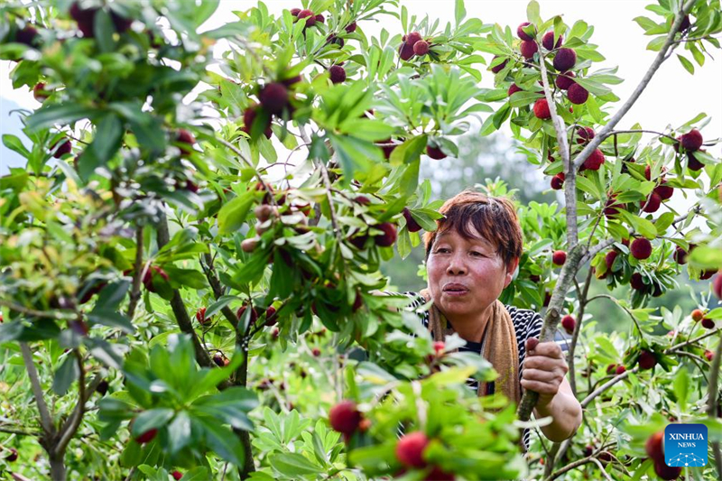 Zhejiang : des fraises chinoises fraîches de Dongkui exportées vers l'Allemagne