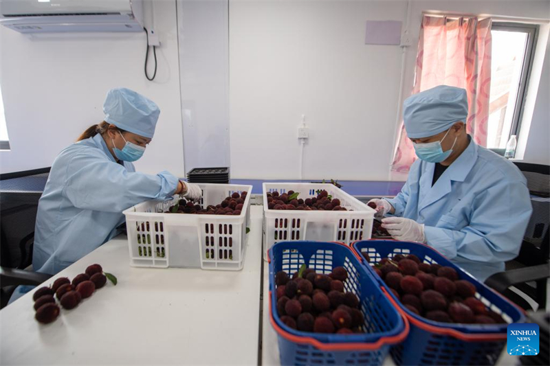 Zhejiang : des fraises chinoises fraîches de Dongkui exportées vers l'Allemagne