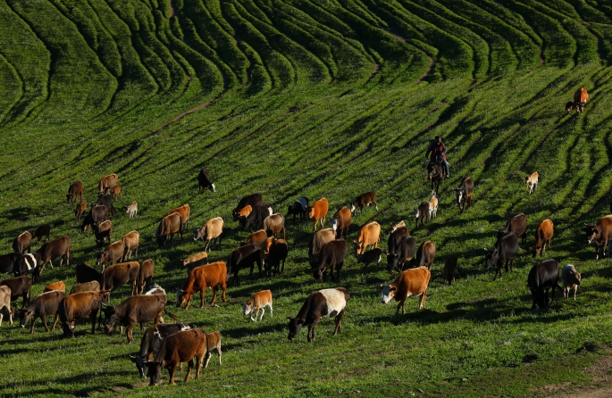 Xinjiang : la transhumance d'été entièrement lancée à Altay