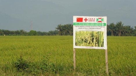 Burundi : une nette augmentation de la production du riz grâce à l'appui technique chinois