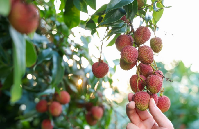 Les litchis de Chine séduisent Dubaï