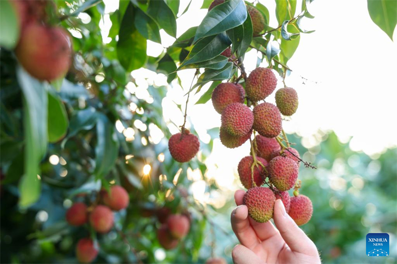 Les litchis de Chine séduisent Dubaï