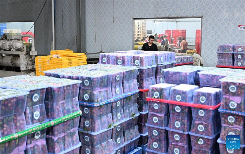 Les litchis de Chine séduisent Dubaï