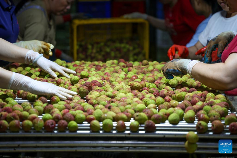 Les litchis de Chine séduisent Dubaï