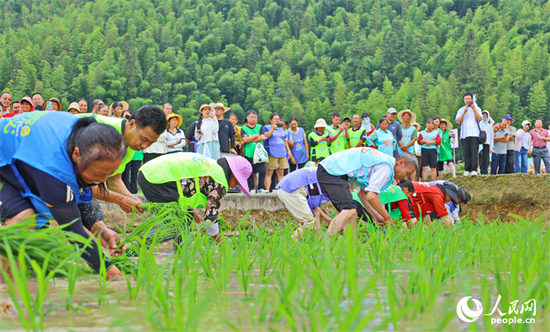 Jiangxi : une rencontre sportive amusante dans des champs en terrasses à Chongyi