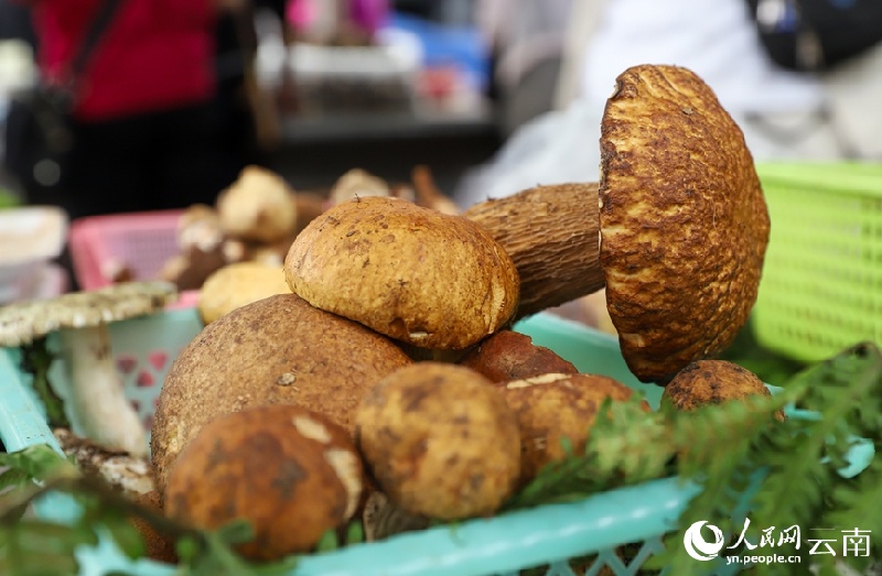 Yunnan : les champignons sauvages de Nanhua sont sur le marché et se vendent bien