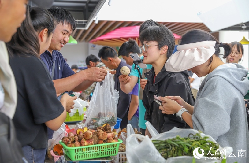 Yunnan : les champignons sauvages de Nanhua sont sur le marché et se vendent bien