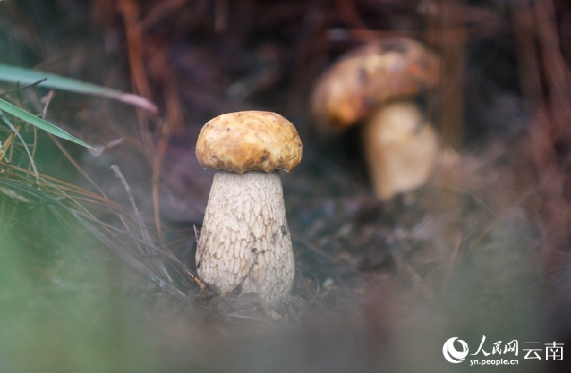 Yunnan : les champignons sauvages de Nanhua sont sur le marché et se vendent bien