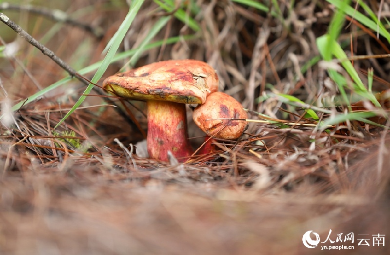 Yunnan : les champignons sauvages de Nanhua sont sur le marché et se vendent bien