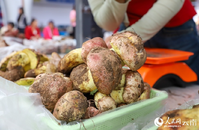 Yunnan : les champignons sauvages de Nanhua sont sur le marché et se vendent bien