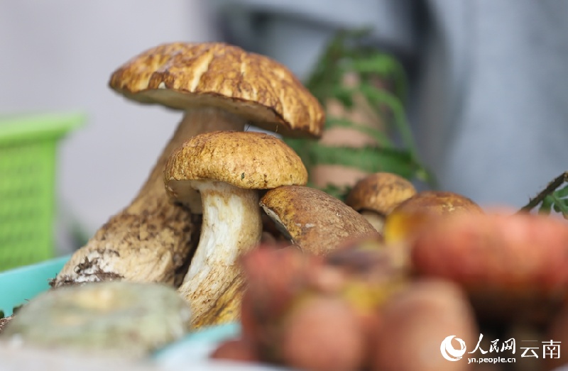 Yunnan : les champignons sauvages de Nanhua sont sur le marché et se vendent bien
