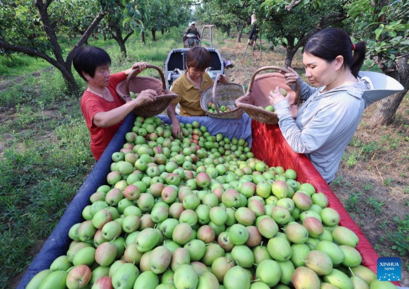 Hebei : la récolte des poires dans le comté de Zhaoxian